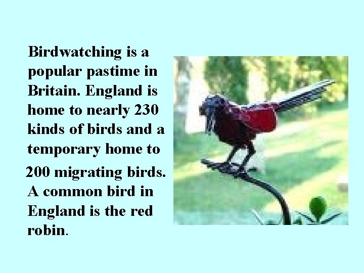 Birdwatching is a popular pastime in Britain. England is home to nearly 230 kinds