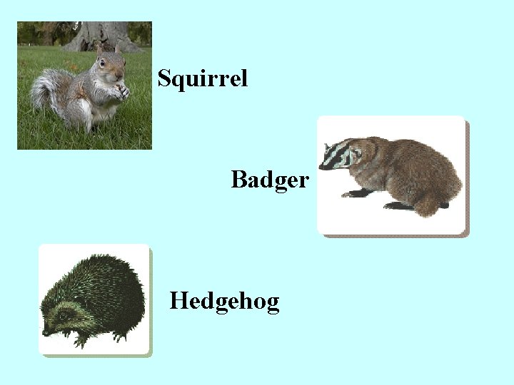 Squirrel Badger Hedgehog 
