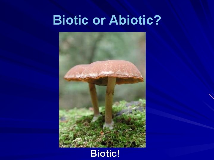 Biotic or Abiotic? Biotic! 