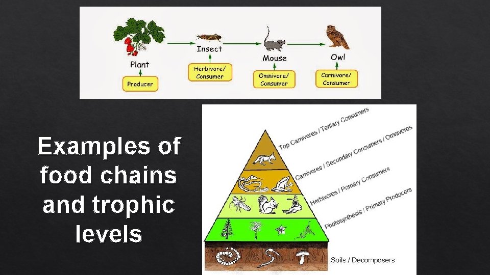 Examples of food chains and trophic levels 