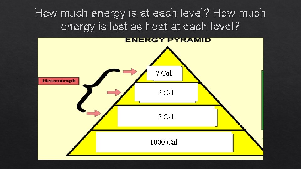 How much energy is at each level? How much energy is lost as heat