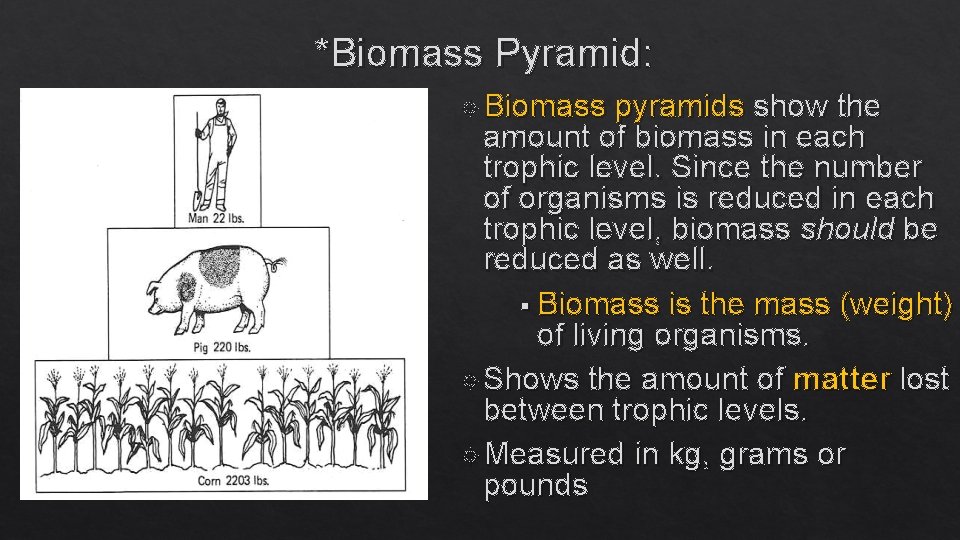 *Biomass Pyramid: Biomass pyramids show the amount of biomass in each trophic level. Since