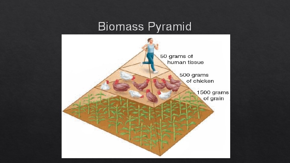 Biomass Pyramid 