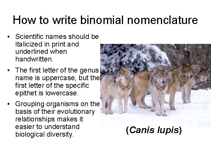How to write binomial nomenclature • Scientific names should be italicized in print and