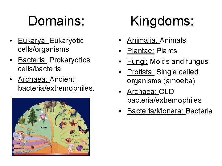 Domains: • Eukarya: Eukaryotic cells/organisms • Bacteria: Prokaryotics cells/bacteria • Archaea: Ancient bacteria/extremophiles. Kingdoms: