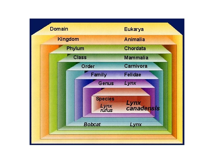 Domain Eukarya Kingdom Animalia Chordata Phylum Class Mammalia Carnivora Order Family Genus Species Lynx