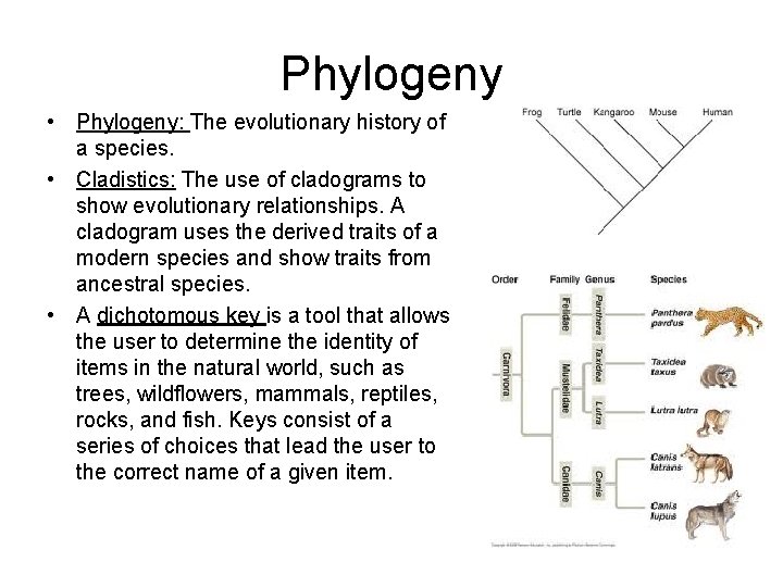 Phylogeny • Phylogeny: The evolutionary history of a species. • Cladistics: The use of