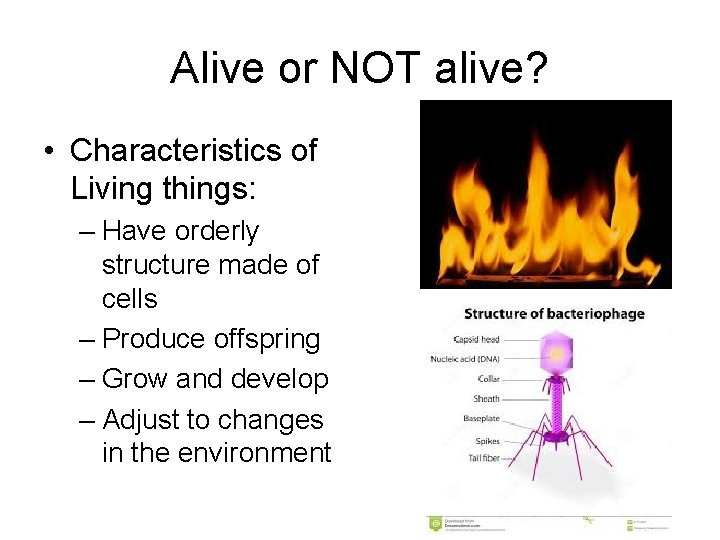 Alive or NOT alive? • Characteristics of Living things: – Have orderly structure made