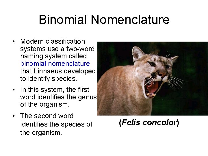 Binomial Nomenclature • Modern classification systems use a two-word naming system called binomial nomenclature