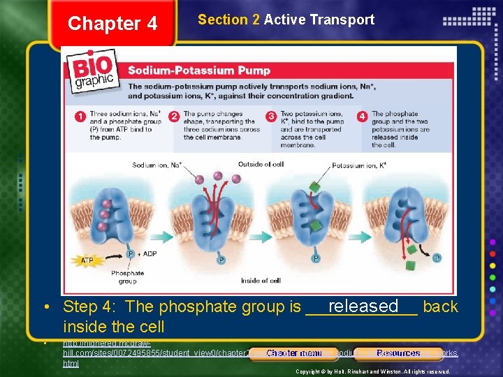 Chapter 4 Section 2 Active Transport • Step 4: The phosphate group is ______
