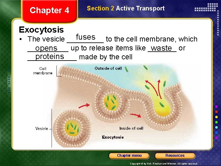 Chapter 4 Section 2 Active Transport Exocytosis fuses to the cell membrane, which •