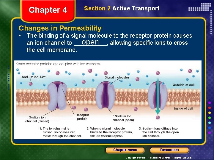 Chapter 4 Section 2 Active Transport Changes in Permeability • The binding of a