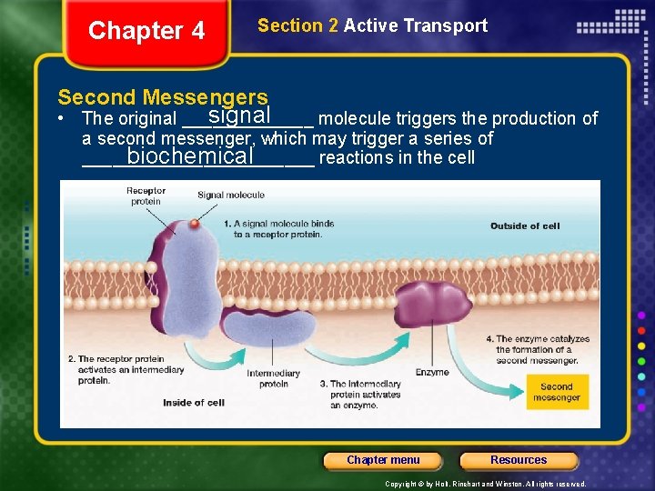 Chapter 4 Section 2 Active Transport Second Messengers signal • The original _______ molecule