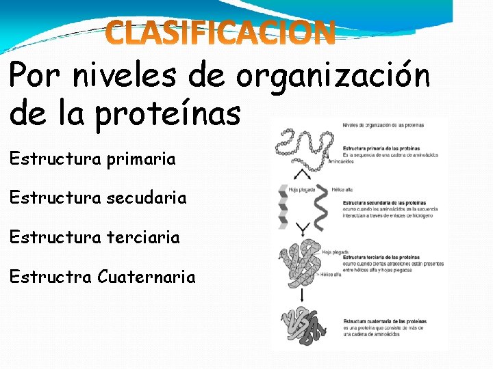 Por niveles de organización de la proteínas Estructura primaria Estructura secudaria Estructura terciaria Estructra