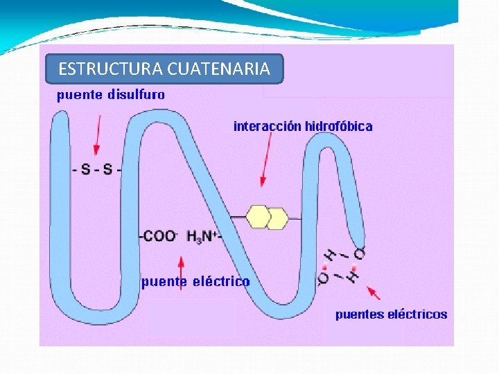 ESTRUCTURA CUATENARIA 