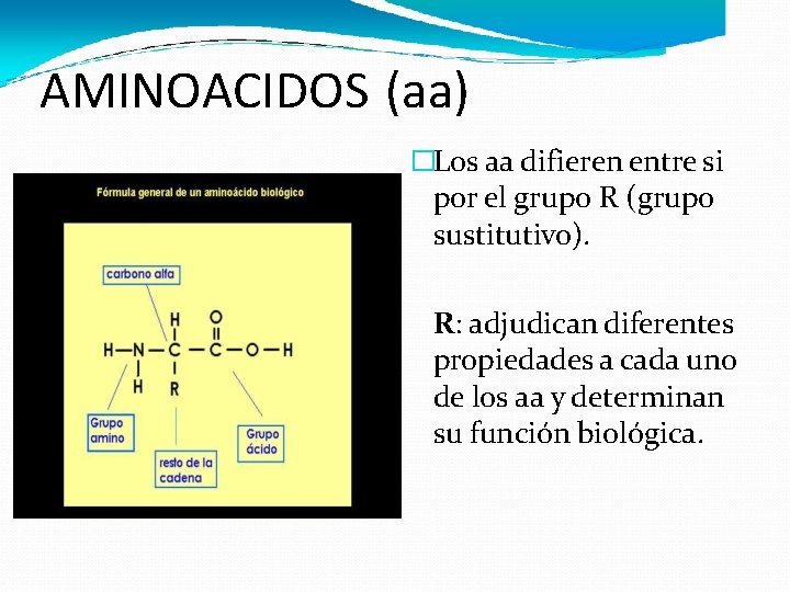 AMINOACIDOS (aa) �Los aa difieren entre si por el grupo R (grupo sustitutivo). R: