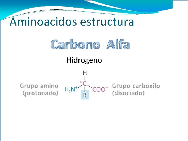 Carbono Aminoacidos estructura Carbono Alfa Hidrogeno 