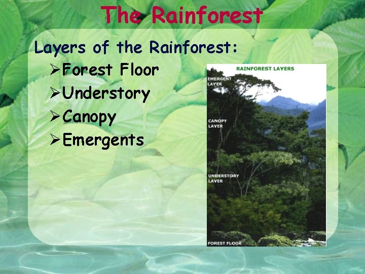 The Rainforest Layers of the Rainforest: ØForest Floor ØUnderstory ØCanopy ØEmergents 