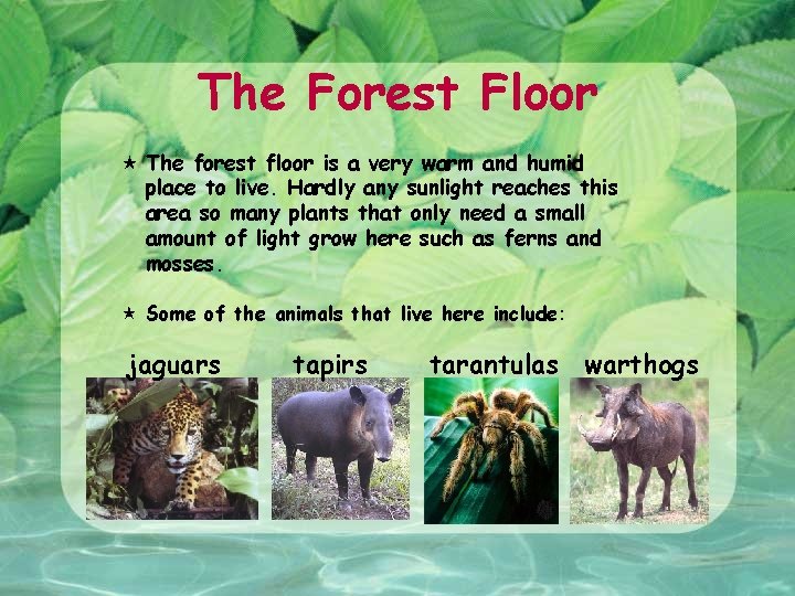 The Forest Floor The forest floor is a very warm and humid place to