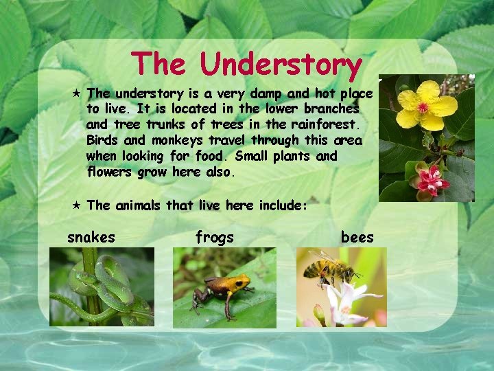 The Understory The understory is a very damp and hot place to live. It