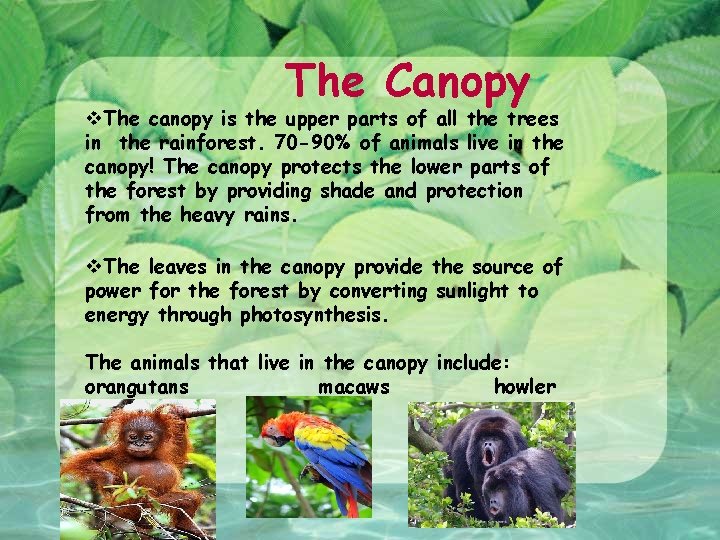 The Canopy v. The canopy is the upper parts of all the trees in