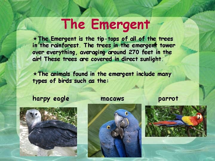 The Emergent is the tip-tops of all of the trees in the rainforest. The