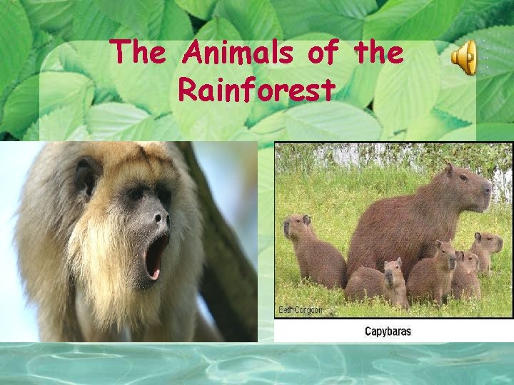 The Animals of the Rainforest 