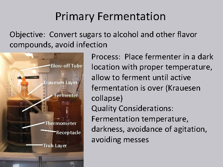 Primary Fermentation Objective: Convert sugars to alcohol and other flavor compounds, avoid infection Process: