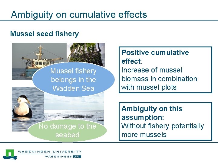 Ambiguity on cumulative effects Mussel seed fishery Mussel fishery belongs in the Wadden Sea
