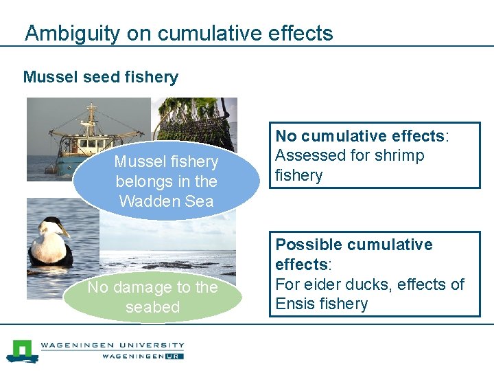 Ambiguity on cumulative effects Mussel seed fishery Mussel fishery belongs in the Wadden Sea