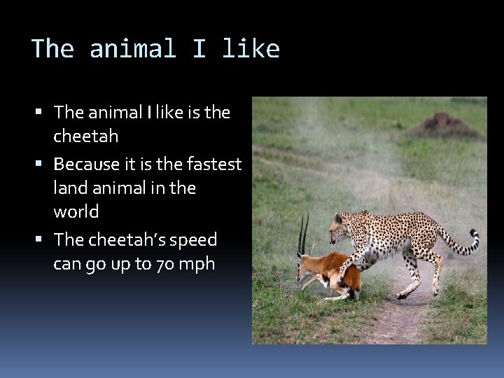 The animal I like is the cheetah Because it is the fastest land animal