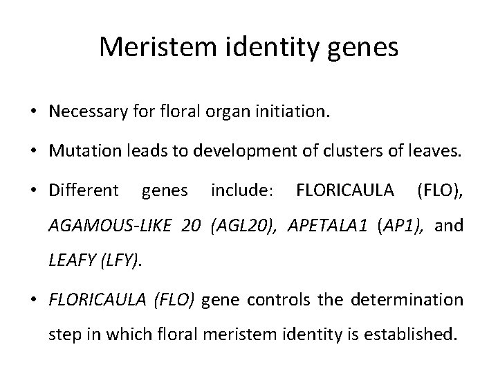 Meristem identity genes • Necessary for floral organ initiation. • Mutation leads to development