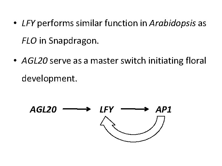  • LFY performs similar function in Arabidopsis as FLO in Snapdragon. • AGL