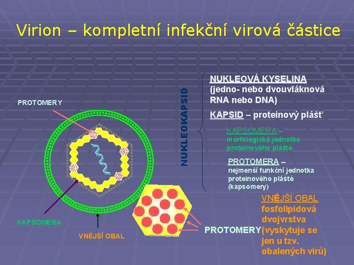 NUKLEOKAPSID Virion – kompletní infekční virová částice PROTOMERY NUKLEOVÁ KYSELINA (jedno- nebo dvouvláknová RNA