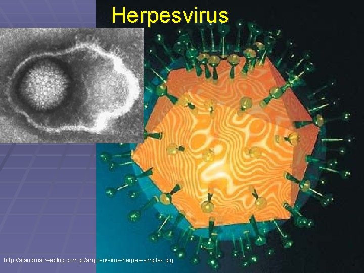 Herpesvirus http: //alandroal. weblog. com. pt/arquivo/virus-herpes-simplex. jpg 