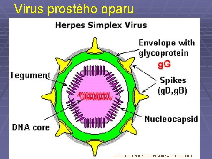 Virus prostého oparu opt. pacificu. edu/ce/catalog/14382 -AS/Herpes. html 