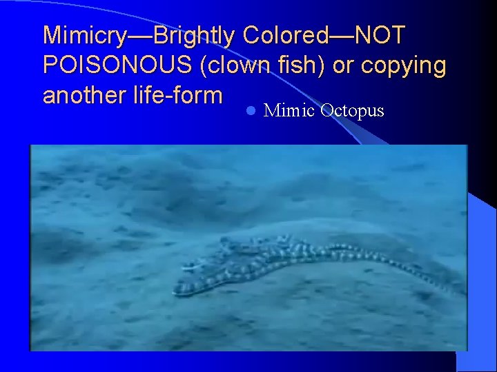 Mimicry—Brightly Colored—NOT POISONOUS (clown fish) or copying another life-form l Mimic Octopus 