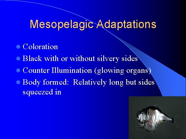 Mesopelagic Adaptations l Coloration l Black with or without silvery sides l Counter Illumination