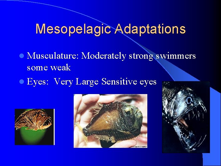 Mesopelagic Adaptations l Musculature: Moderately strong swimmers some weak l Eyes: Very Large Sensitive