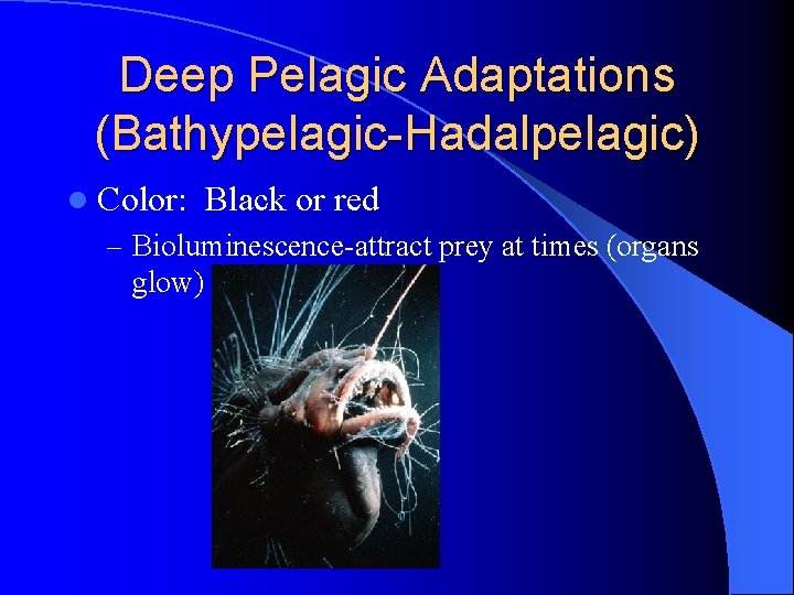 Deep Pelagic Adaptations (Bathypelagic-Hadalpelagic) l Color: Black or red – Bioluminescence-attract prey at times