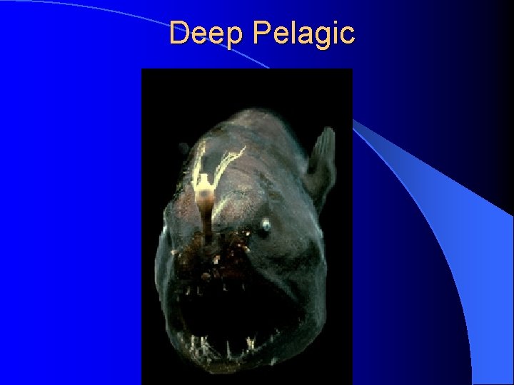 Deep Pelagic 