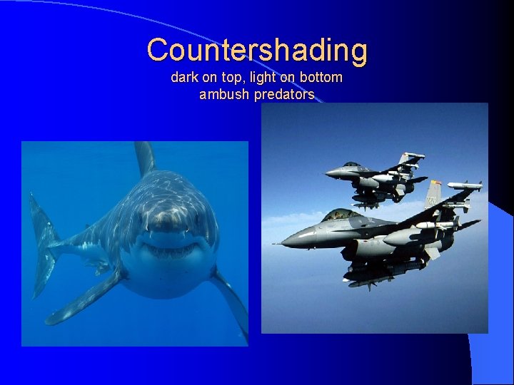 Countershading dark on top, light on bottom ambush predators 