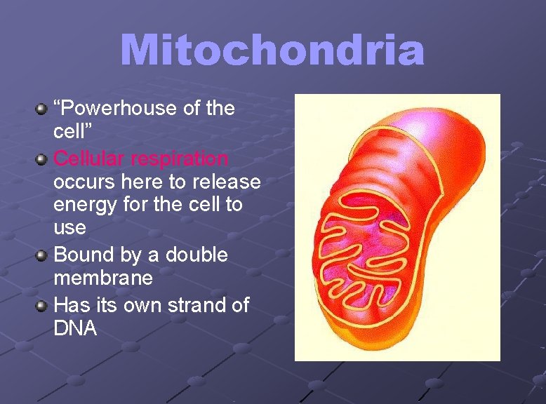 Mitochondria “Powerhouse of the cell” Cellular respiration occurs here to release energy for the