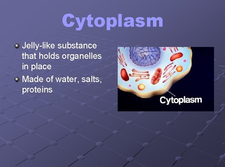 Cytoplasm Jelly-like substance that holds organelles in place Made of water, salts, proteins 