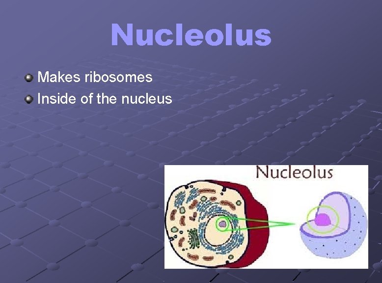 Nucleolus Makes ribosomes Inside of the nucleus 