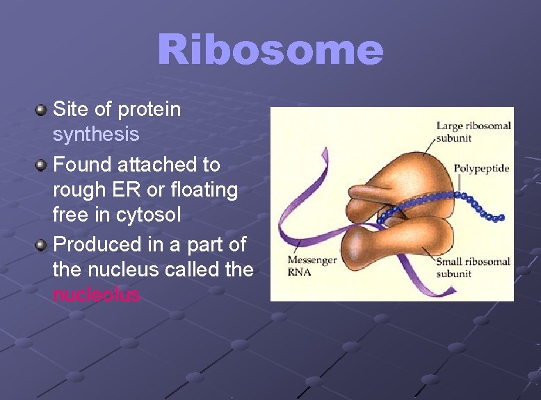 Ribosome Site of protein synthesis Found attached to rough ER or floating free in