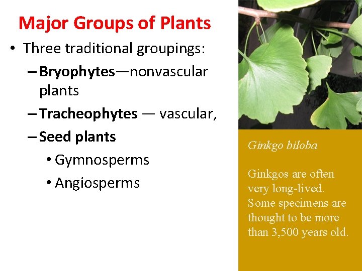 Major Groups of Plants • Three traditional groupings: – Bryophytes—nonvascular plants – Tracheophytes —