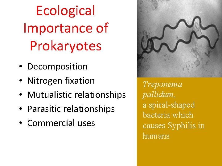 Ecological Importance of Prokaryotes • • • Decomposition Nitrogen fixation Mutualistic relationships Parasitic relationships