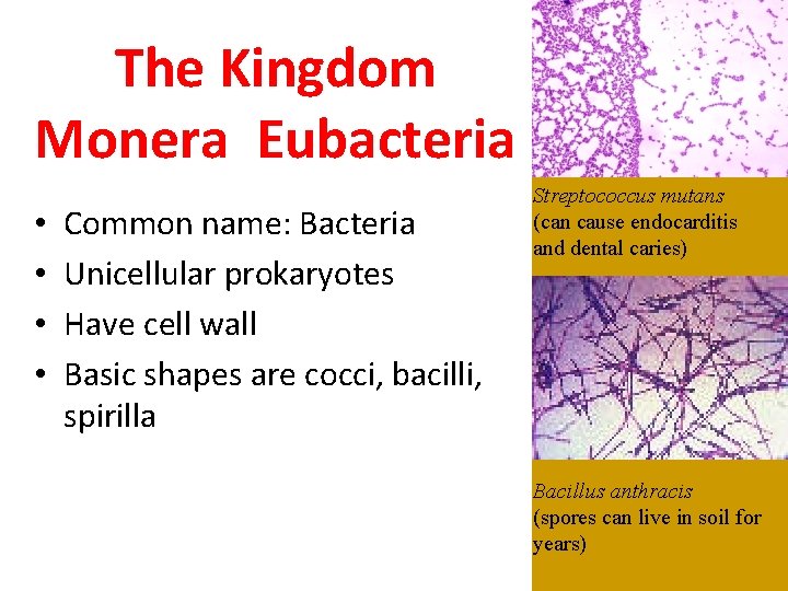 The Kingdom Monera Eubacteria • • Common name: Bacteria Unicellular prokaryotes Have cell wall