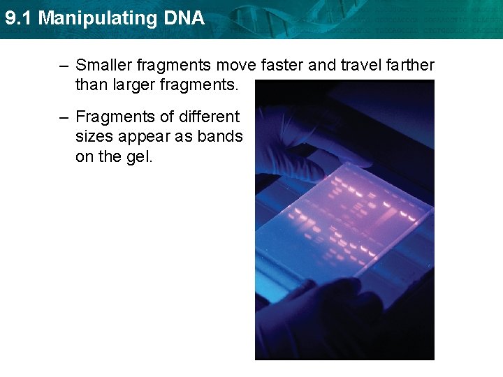 9. 1 Manipulating DNA – Smaller fragments move faster and travel farther than larger